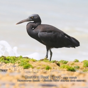 Egretta sacra at Ulladulla, NSW - 4 Feb 2019