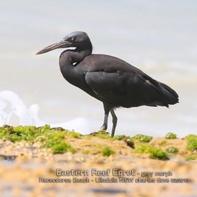 Egretta sacra (Eastern Reef Egret) at Ulladulla, NSW - 4 Feb 2019 by CharlesDove