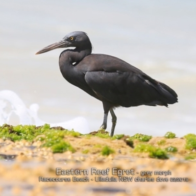 Egretta sacra (Eastern Reef Egret) at South Pacific Heathland Reserve - 3 Feb 2019 by Charles Dove