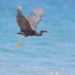 Egretta sacra at Ulladulla, NSW - 4 Feb 2019