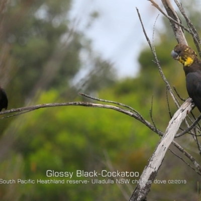 Calyptorhynchus lathami lathami (Glossy Black-Cockatoo) at South Pacific Heathland Reserve - 4 Feb 2019 by Charles Dove