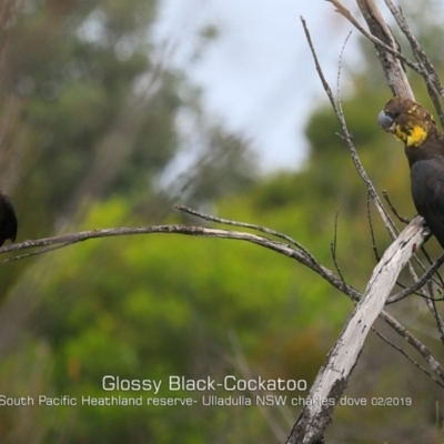 Calyptorhynchus lathami lathami (Glossy Black-Cockatoo) at South Pacific Heathland Reserve WP03 - 5 Feb 2019 by CharlesDove