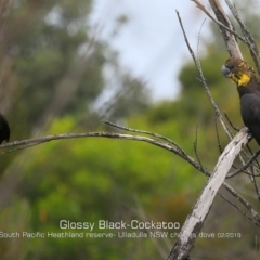 Calyptorhynchus lathami (Glossy Black-Cockatoo) at South Pacific Heathland Reserve - 4 Feb 2019 by Charles Dove