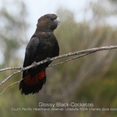 Calyptorhynchus lathami lathami at South Pacific Heathland Reserve WP03 - 5 Feb 2019