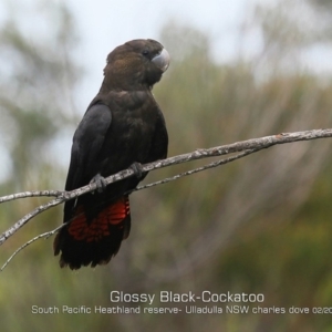 Calyptorhynchus lathami lathami at South Pacific Heathland Reserve WP03 - 5 Feb 2019