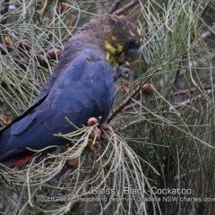 Calyptorhynchus lathami lathami at South Pacific Heathland Reserve WP03 - 5 Feb 2019