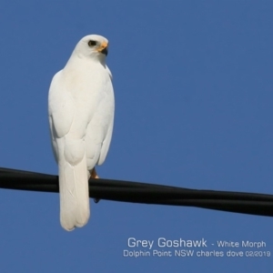 Accipiter novaehollandiae at Dolphin Point, NSW - 4 Feb 2019