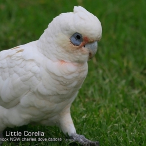 Cacatua sanguinea at Mollymook, NSW - 5 Feb 2019