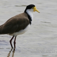 Vanellus miles (Masked Lapwing) at Narrawallee, NSW - 5 Feb 2019 by CharlesDove