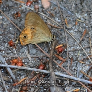 Hypocysta metirius at Ulladulla, NSW - 1 Feb 2019