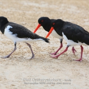 Haematopus longirostris at Narrawallee, NSW - suppressed