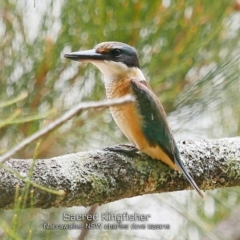 Todiramphus sanctus (Sacred Kingfisher) at Narrawallee, NSW - 4 Feb 2019 by Charles Dove