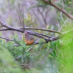 Stipiturus malachurus (Southern Emuwren) at Meroo National Park - 3 Feb 2019 by CharlesDove