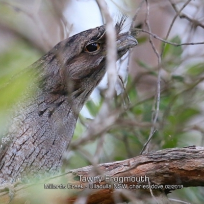 Podargus strigoides (Tawny Frogmouth) at Ulladulla - Millards Creek - 31 Jan 2019 by CharlesDove