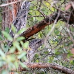 Podargus strigoides at Ulladulla, NSW - 1 Feb 2019