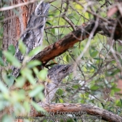 Podargus strigoides at Ulladulla, NSW - 1 Feb 2019 12:00 AM