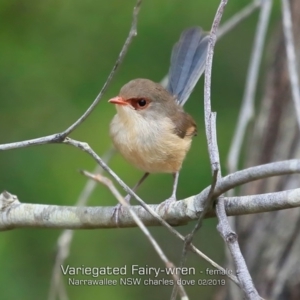 Malurus lamberti at Narrawallee Bushcare - 5 Feb 2019