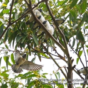 Artamus leucorynchus at Narrawallee Bushcare - 5 Feb 2019