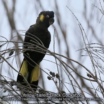 Zanda funerea (Yellow-tailed Black-Cockatoo) at South Pacific Heathland Reserve - 3 Feb 2019 by Charles Dove