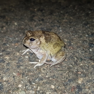 Neobatrachus sudellae (Sudell's Frog or Common Spadefoot) at Majura, ACT - 7 Feb 2019 by millsse