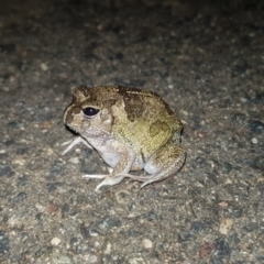 Neobatrachus sudellae (Sudell's Frog or Common Spadefoot) at Majura, ACT - 7 Feb 2019 by millsse
