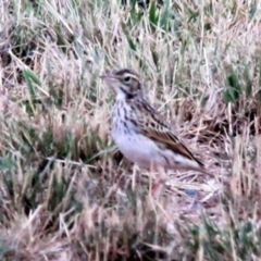 Anthus australis (Australian Pipit) at Harrison, ACT - 20 Jan 2019 by davobj