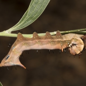 Neola semiaurata at Acton, ACT - 8 Feb 2019 01:52 PM