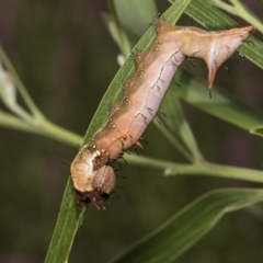 Neola semiaurata at Acton, ACT - 8 Feb 2019 01:52 PM