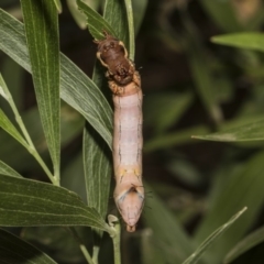 Neola semiaurata at Acton, ACT - 8 Feb 2019