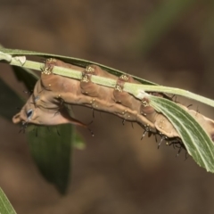 Neola semiaurata at Acton, ACT - 8 Feb 2019 01:52 PM