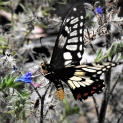 Papilio anactus (Dainty Swallowtail) at Mount Mugga Mugga - 8 Feb 2019 by JohnBundock