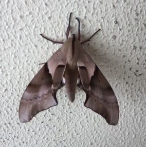 Coequosa australasiae at Tura Beach, NSW - 8 Feb 2019 11:07 AM