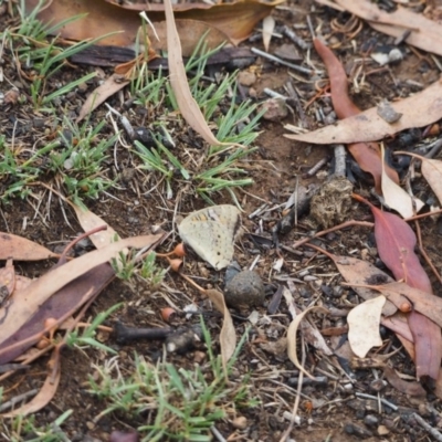 Junonia villida (Meadow Argus) at Mount Ainslie - 28 Jan 2019 by ellerykr