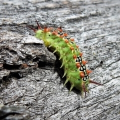 Doratifera quadriguttata and casta (Four-spotted Cup Moth) at Garran, ACT - 8 Feb 2019 by JohnBundock