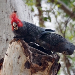 Callocephalon fimbriatum (Gang-gang Cockatoo) at Mount Ainslie - 28 Jan 2019 by ellerykr