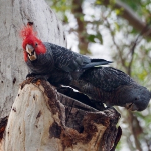 Callocephalon fimbriatum at Ainslie, ACT - 28 Jan 2019