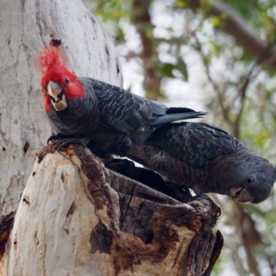 Callocephalon fimbriatum (Gang-gang Cockatoo) at Mount Ainslie - 28 Jan 2019 by ellerykr