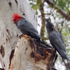 Callocephalon fimbriatum at Ainslie, ACT - 28 Jan 2019