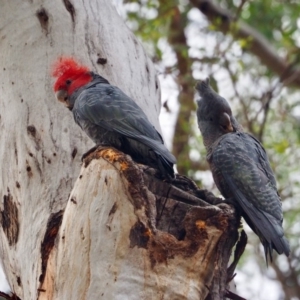 Callocephalon fimbriatum at Ainslie, ACT - 28 Jan 2019