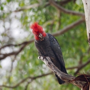 Callocephalon fimbriatum at Ainslie, ACT - 28 Jan 2019