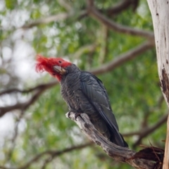 Callocephalon fimbriatum at Ainslie, ACT - 28 Jan 2019