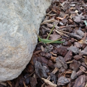 Acrida conica at Canberra, ACT - 7 Feb 2019 12:00 AM