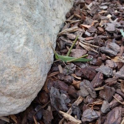 Acrida conica (Giant green slantface) at City Renewal Authority Area - 6 Feb 2019 by ellerykr