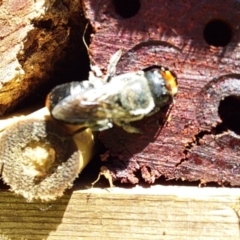 Megachile erythropyga (A resin bee) at Bawley Point, NSW - 17 Feb 2019