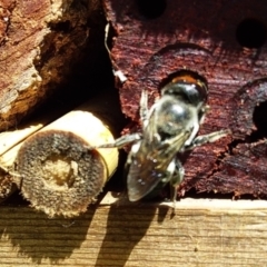 Megachile erythropyga (A resin bee) at Bawley Point, NSW - 17 Feb 2019