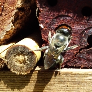 Megachile erythropyga (A resin bee) at Bawley Point, NSW - 17 Feb 2019