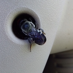 Megachile erythropyga (A resin bee) at Bawley Point, NSW - 17 Feb 2019