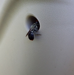 Megachile erythropyga (A resin bee) at Bawley Point, NSW - 17 Feb 2019