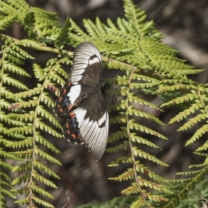 Papilio aegeus at Acton, ACT - 8 Feb 2019