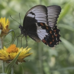 Papilio aegeus at Acton, ACT - 8 Feb 2019